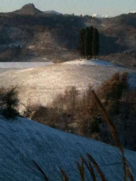 La pieve dei pini